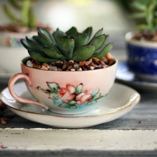 Tea Cup Succulent Planters
